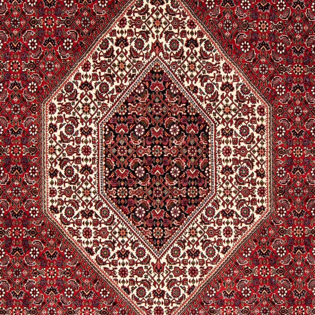 Tappeto Persero - Bidjar - 246 x 170 cm - rosso scuro