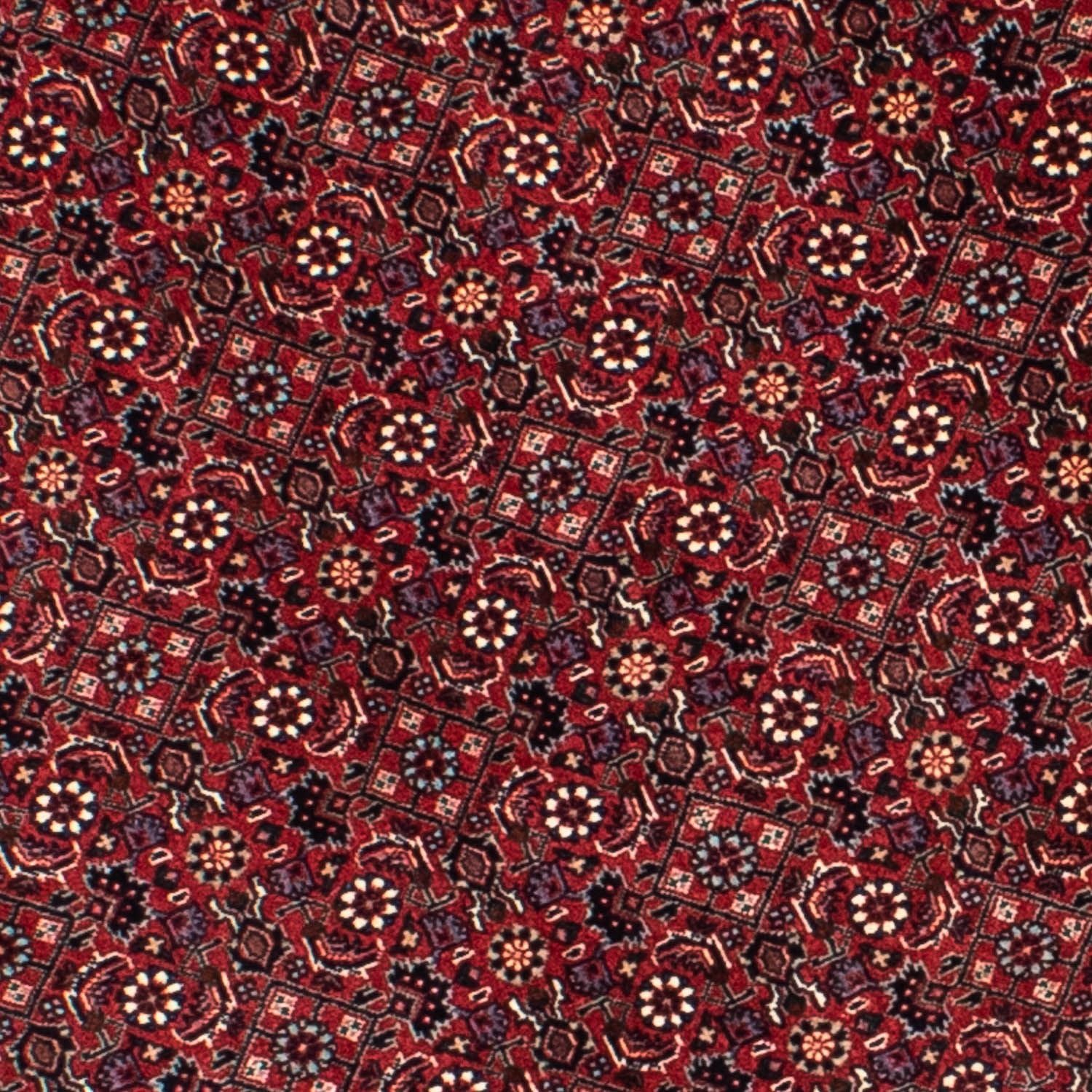 Tappeto Persero - Bidjar rotondo  - 155 x 155 cm - rosso scuro