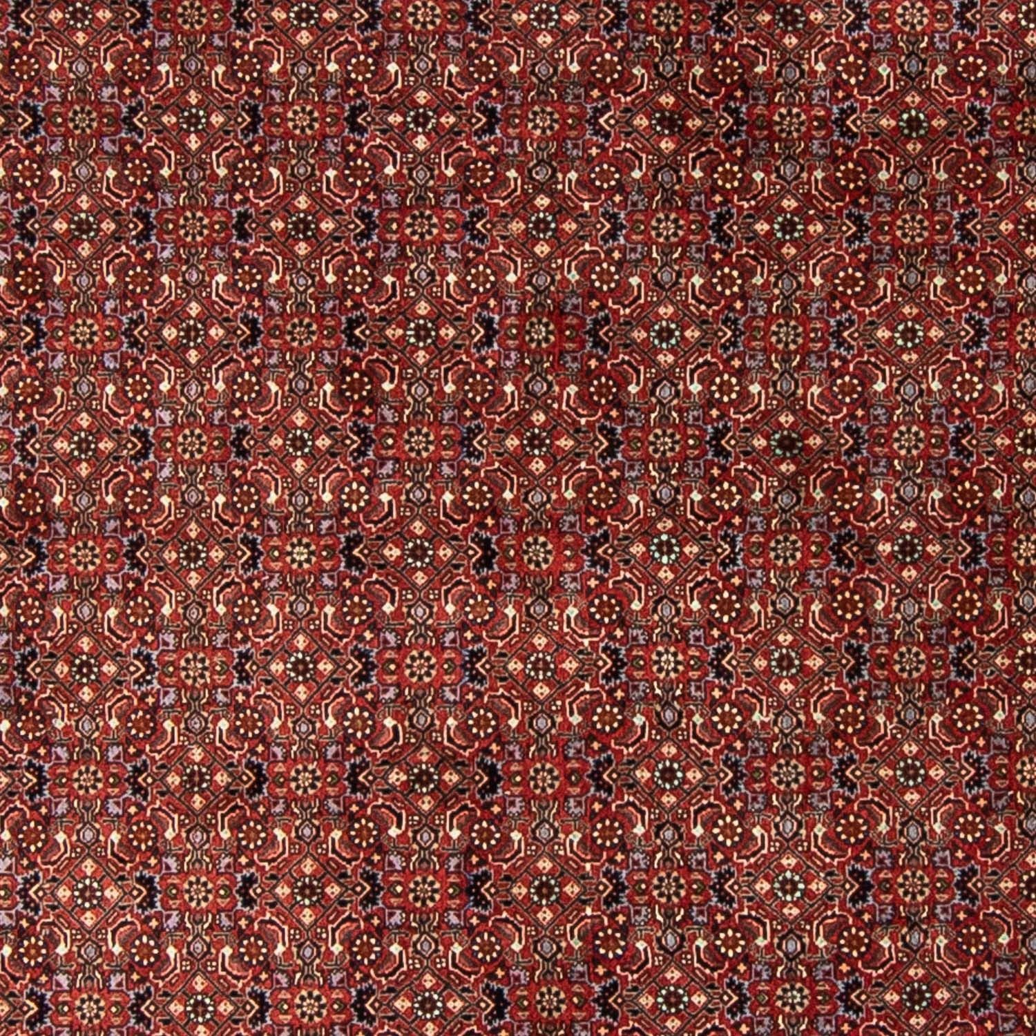 Tappeto Persero - Bidjar rotondo  - 250 x 250 cm - rosso scuro