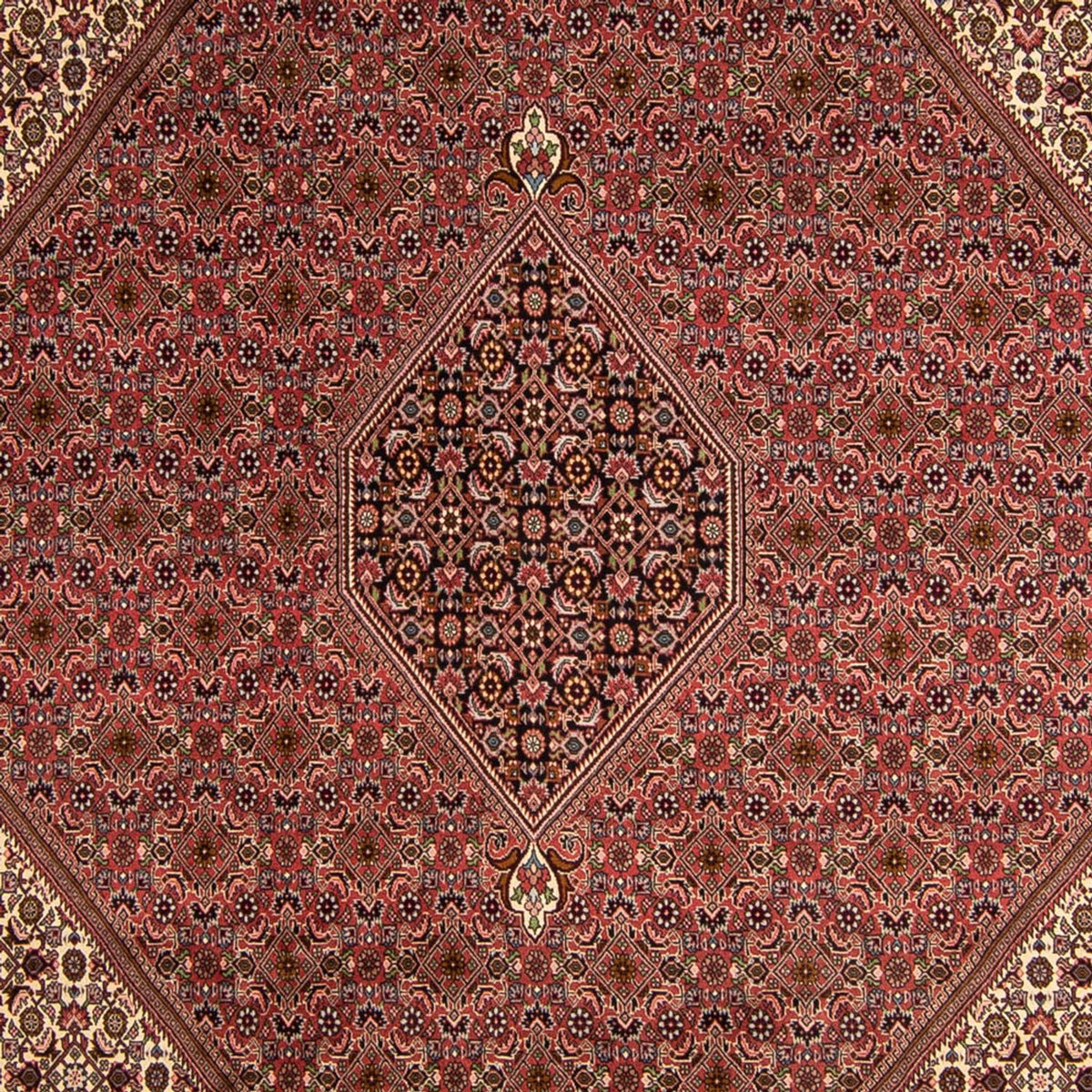 Tappeto Persero - Bidjar - 350 x 245 cm - marrone