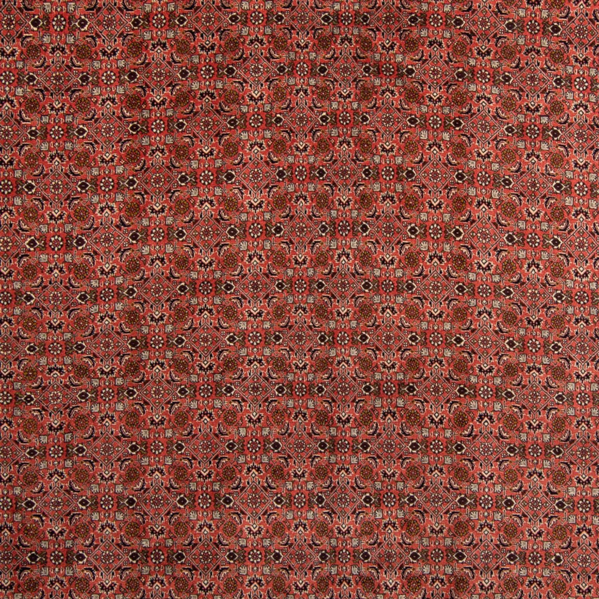 Tappeto Persero - Bidjar - 357 x 248 cm - rosso scuro
