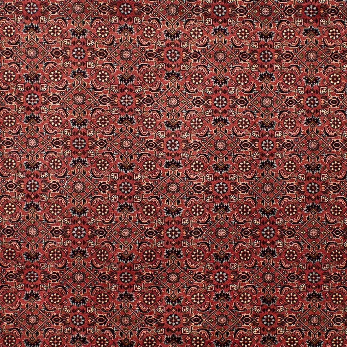 Tappeto Persero - Bidjar - 292 x 203 cm - rosso scuro