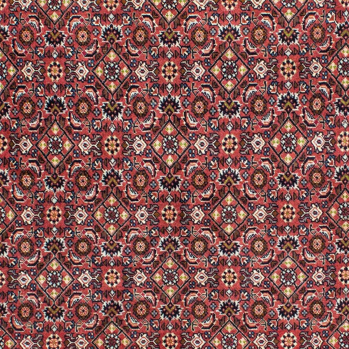 Tappeto Persero - Bidjar - 215 x 140 cm - rosso