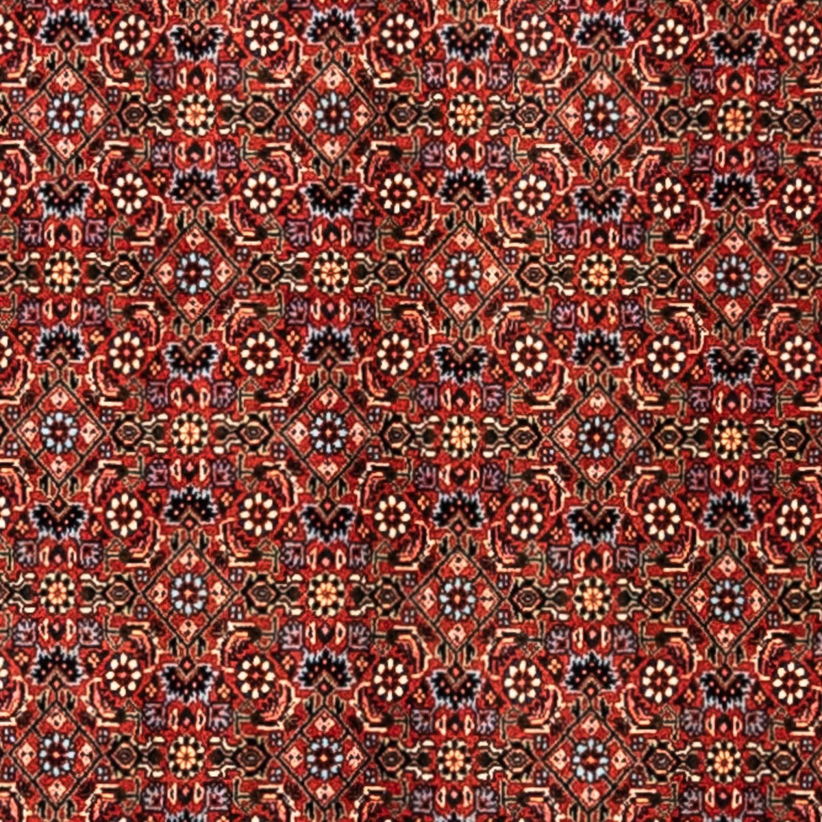 Tappeto Persero - Bidjar - 363 x 248 cm - rosso
