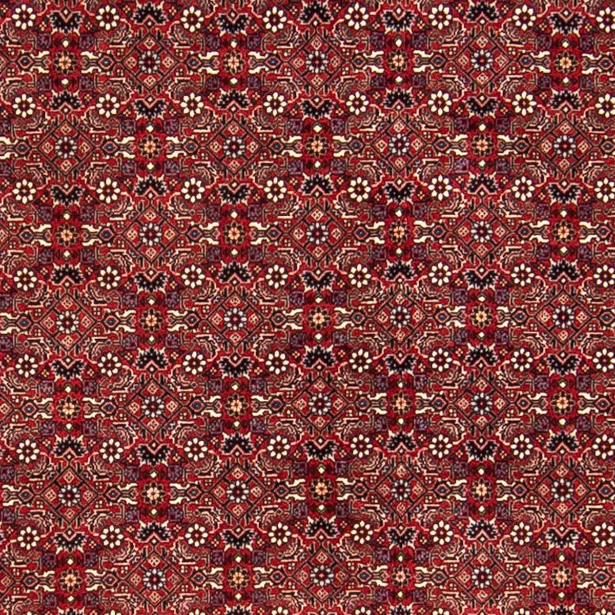 Tappeto Persero - Bidjar - 288 x 256 cm - rosso scuro