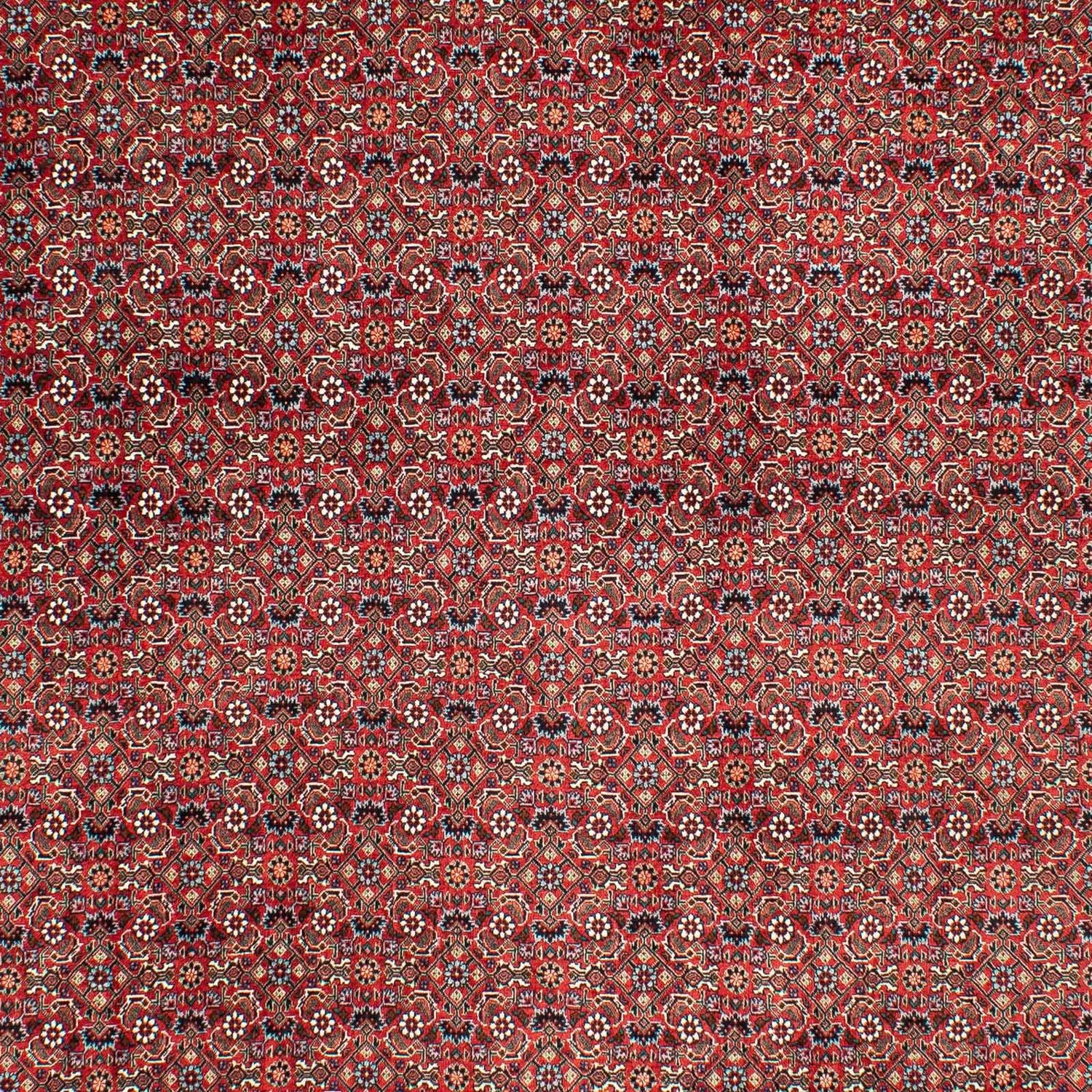 Tappeto Persero - Bidjar - 290 x 203 cm - rosso scuro