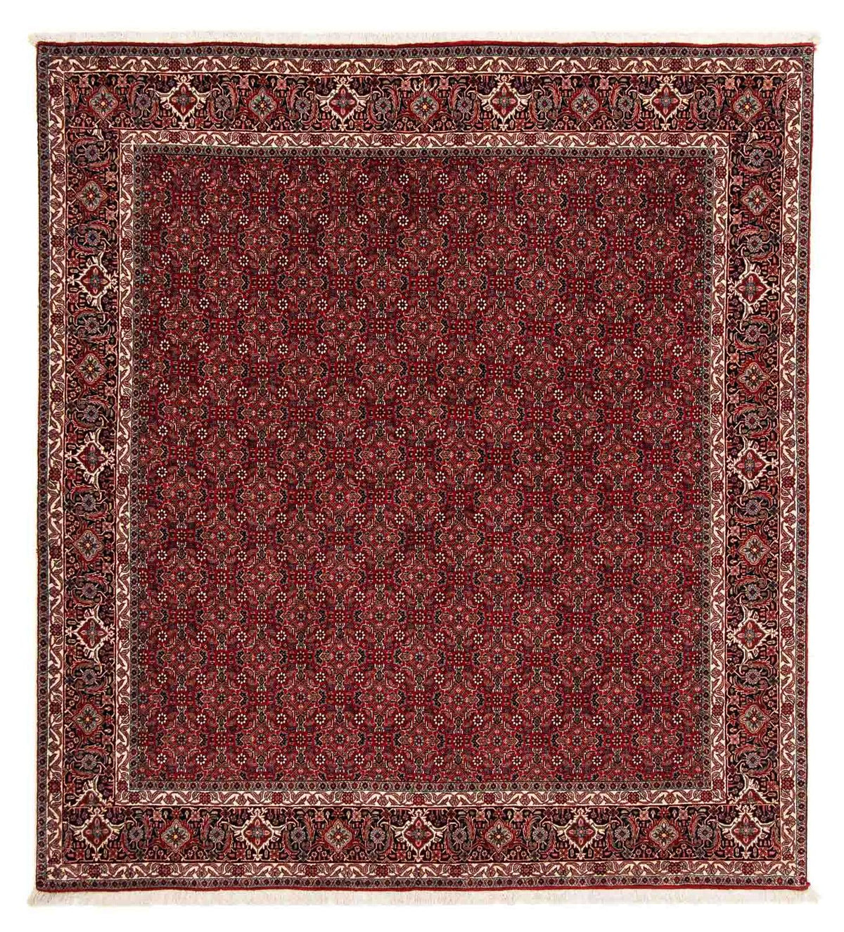 Tappeto Persero - Bidjar quadrato  - 212 x 206 cm - rosso scuro
