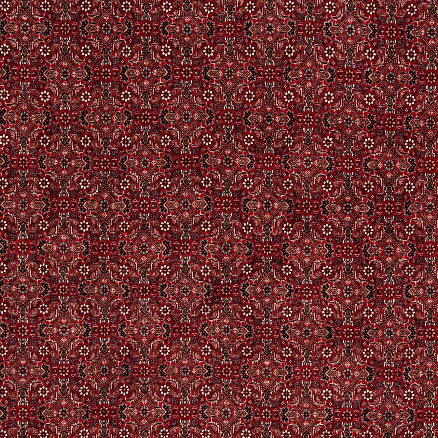 Tappeto Persero - Bidjar quadrato  - 212 x 206 cm - rosso scuro