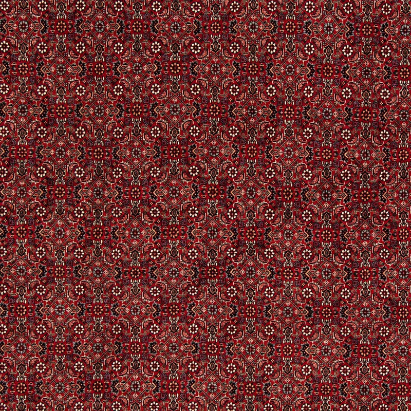 Tappeto Persero - Bidjar quadrato  - 212 x 206 cm - rosso scuro