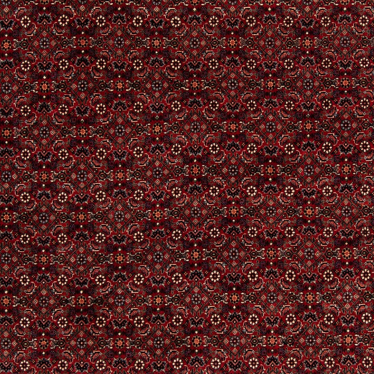Tappeto Persero - Bidjar quadrato  - 212 x 205 cm - rosso scuro