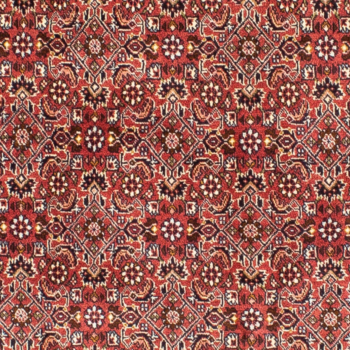 Tappeto Persero - Bidjar quadrato  - 197 x 190 cm - rosso chiaro