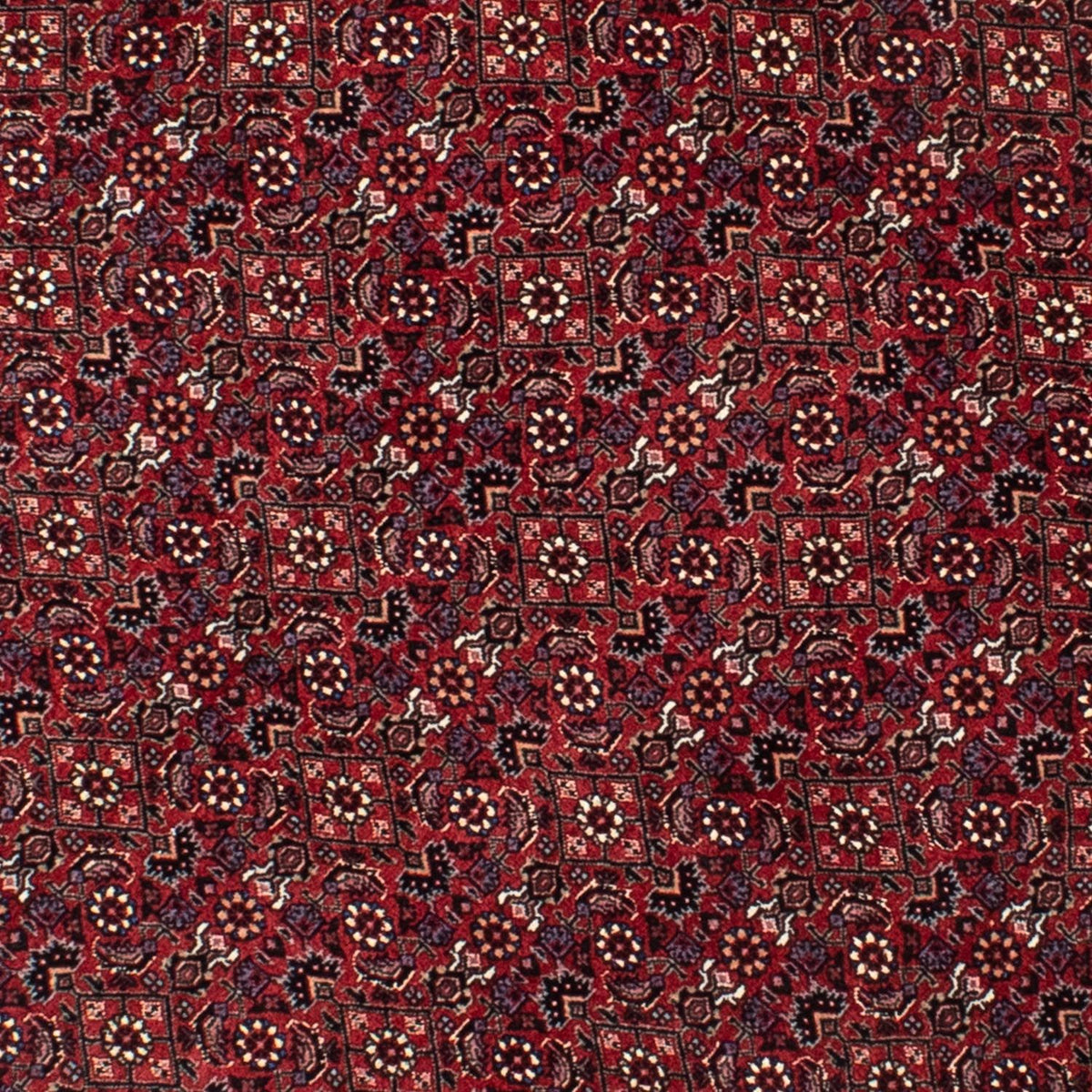 Tappeto Persero - Bidjar rotondo  - 150 x 150 cm - rosso scuro