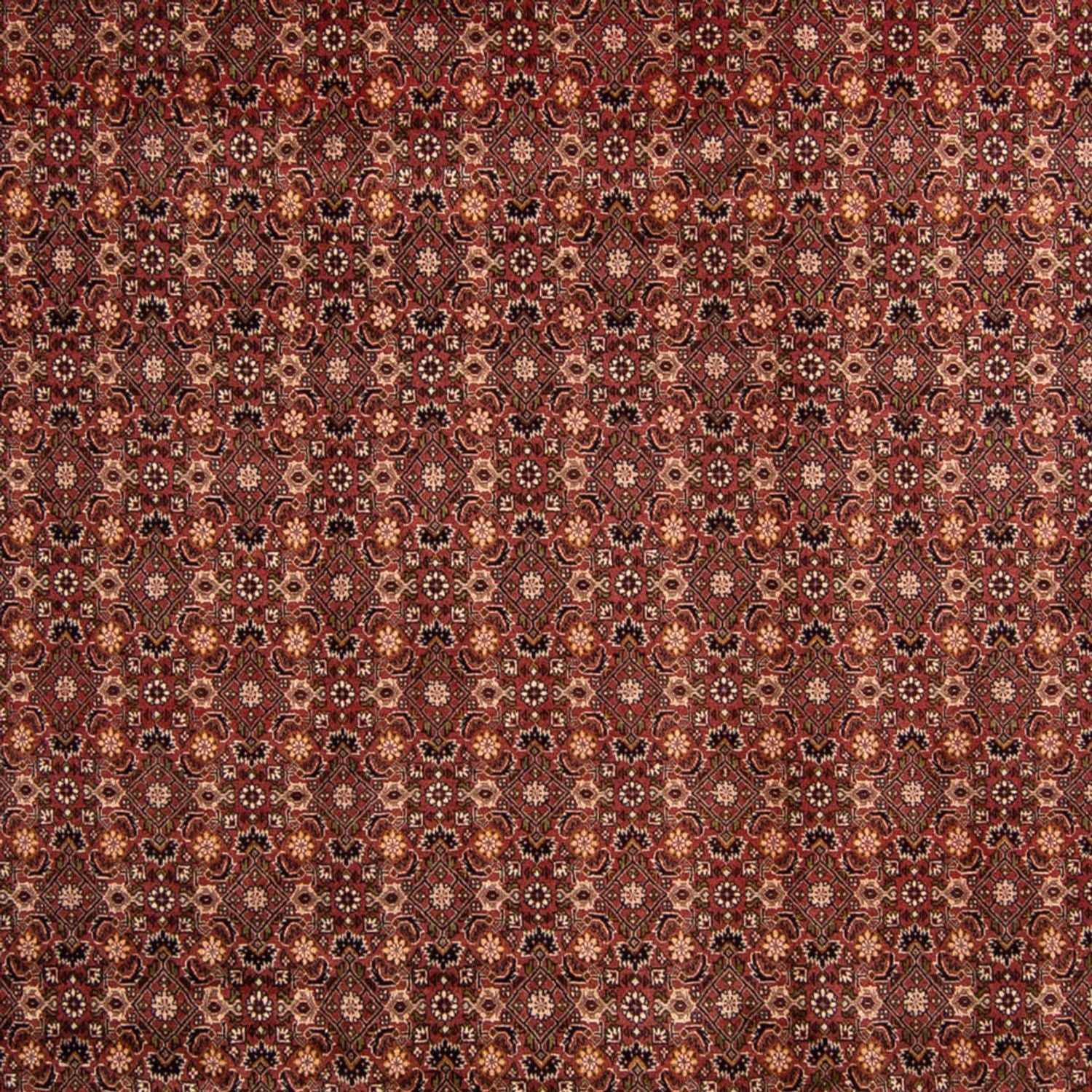 Tappeto Persero - Bidjar - 352 x 252 cm - marrone