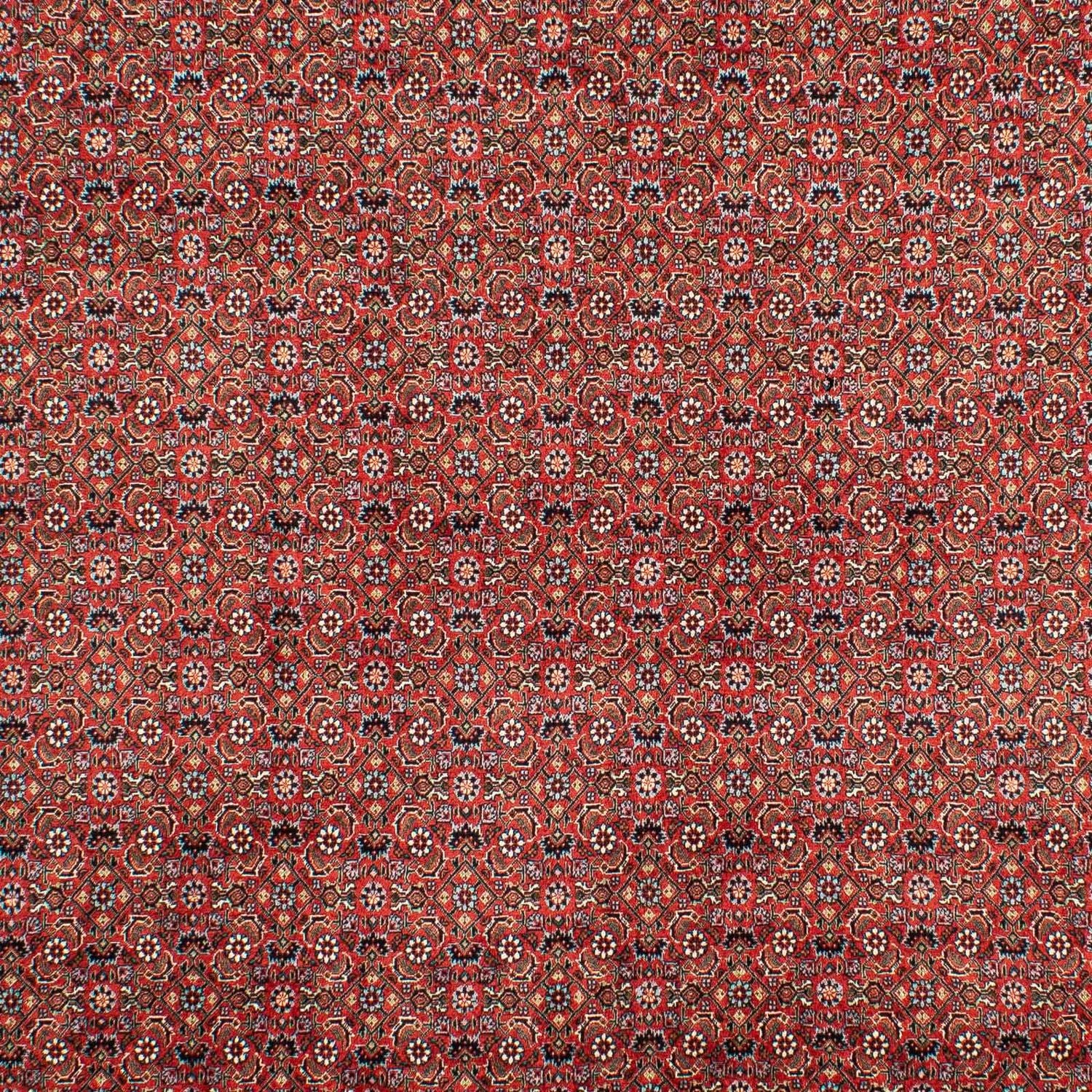 Tappeto Persero - Bidjar - 307 x 208 cm - rosso scuro