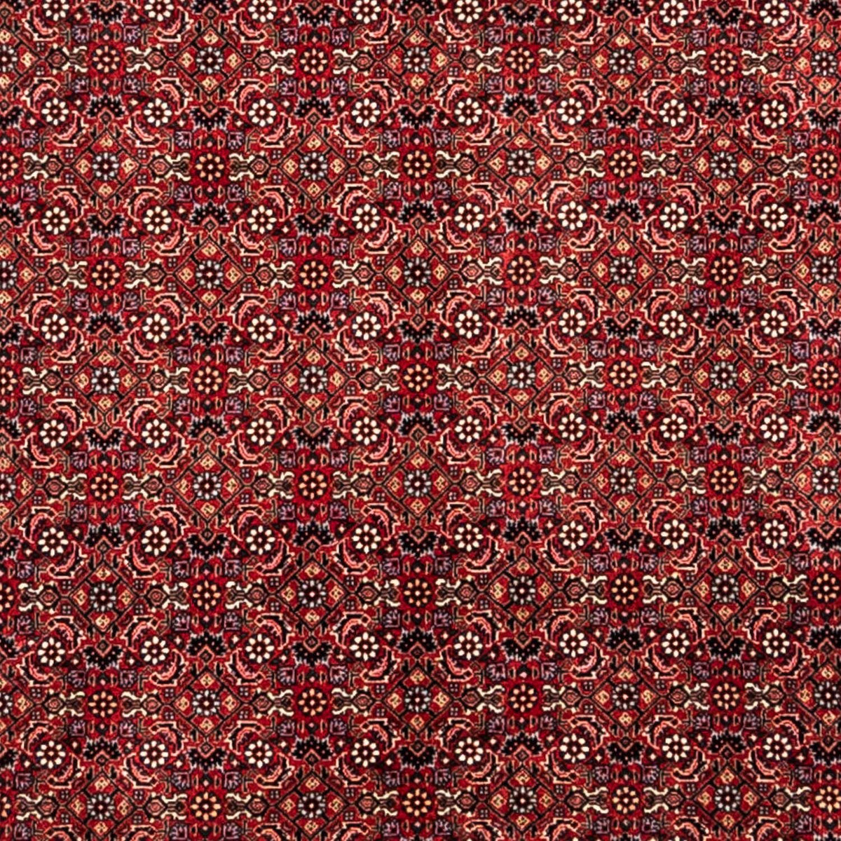 Tappeto Persero - Bidjar - 350 x 252 cm - rosso