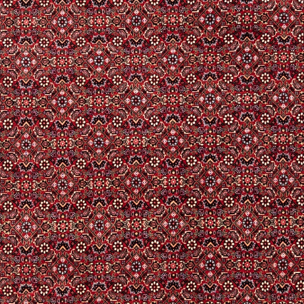 Tappeto Persero - Bidjar - 338 x 252 cm - rosso