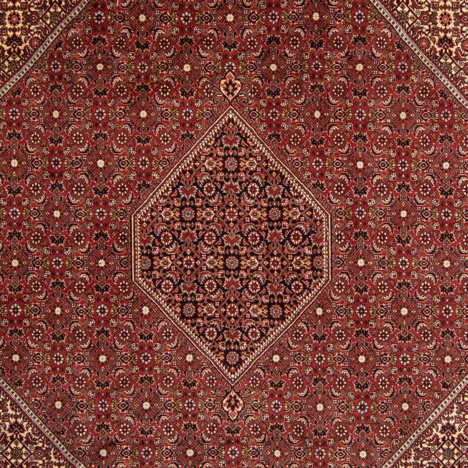 Tappeto Persero - Bidjar - 345 x 247 cm - marrone
