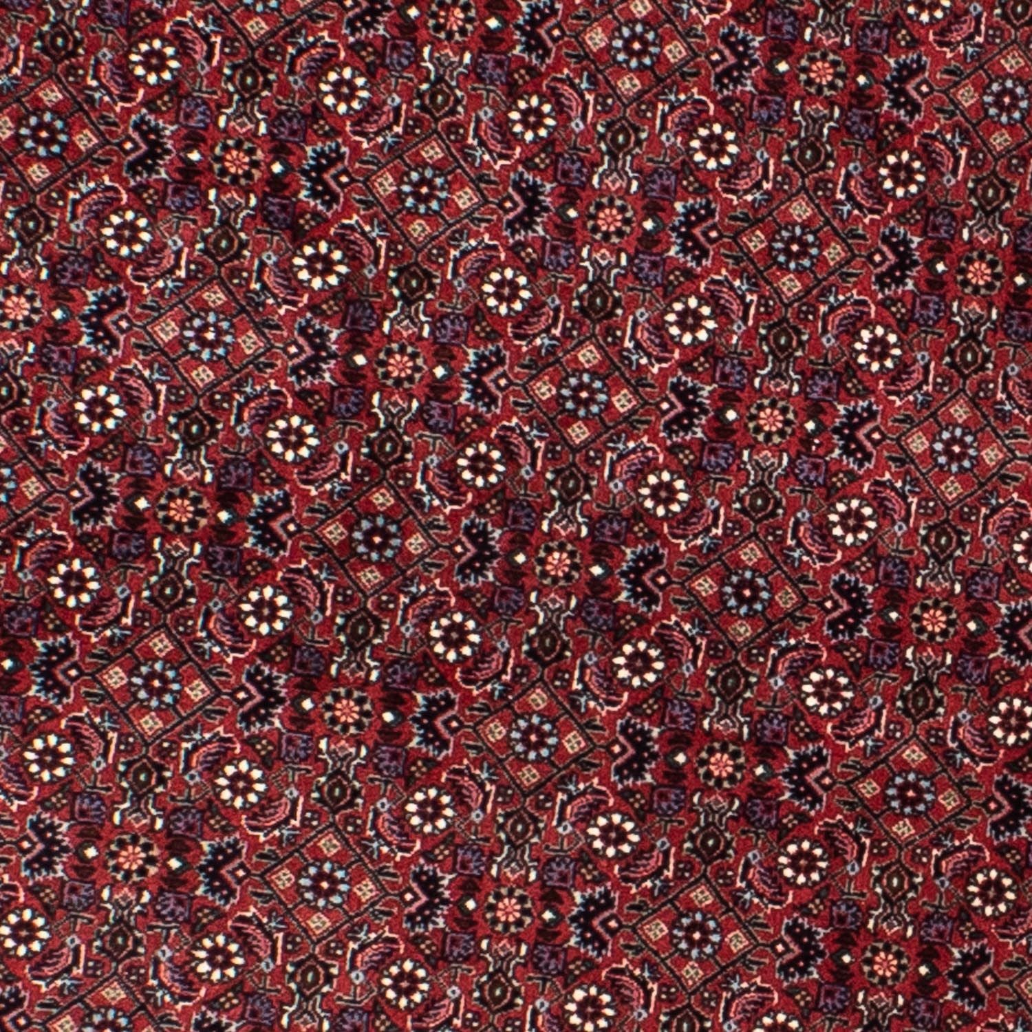 Tappeto Persero - Bidjar rotondo  - 160 x 160 cm - rosso scuro