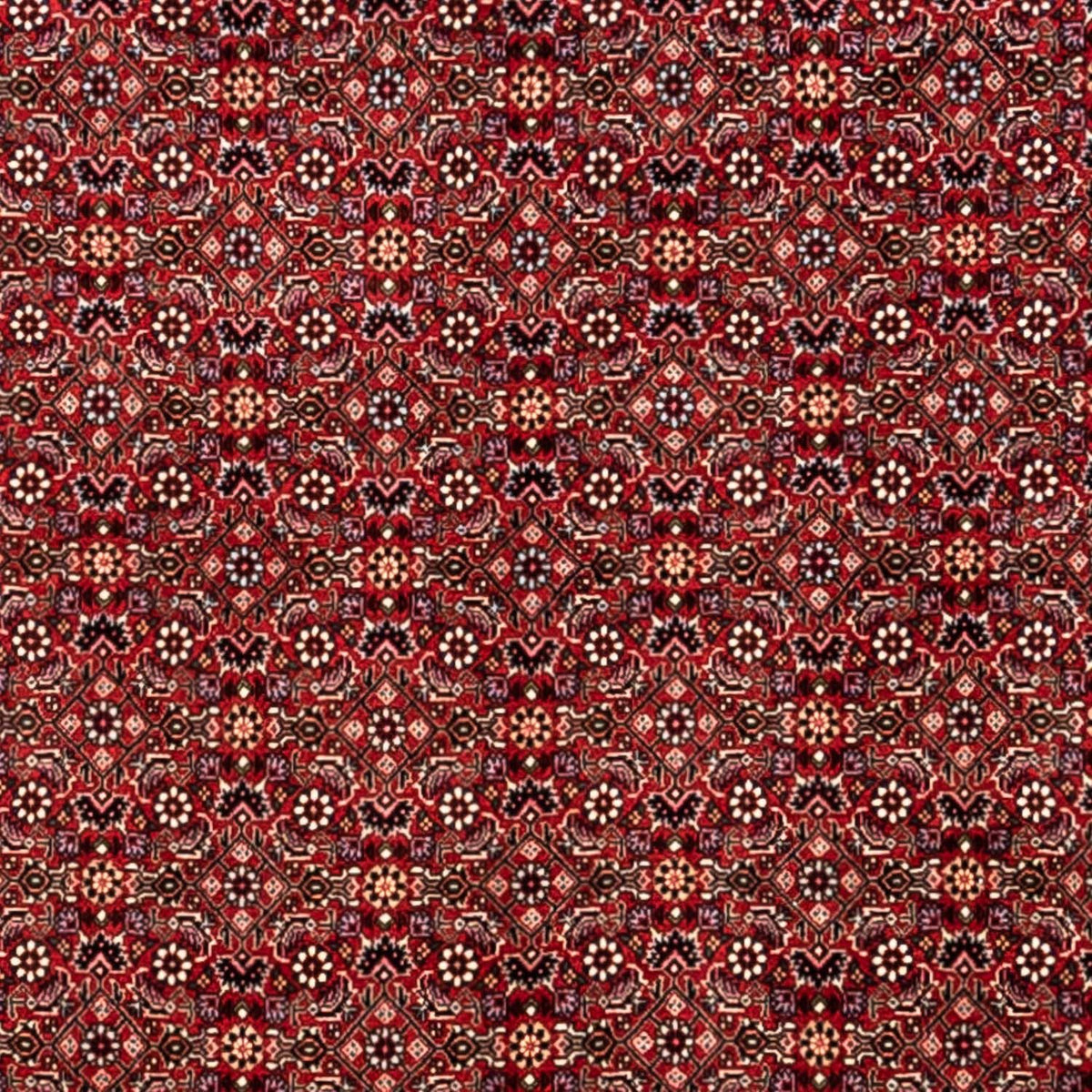 Tappeto Persero - Bidjar - 340 x 248 cm - rosso