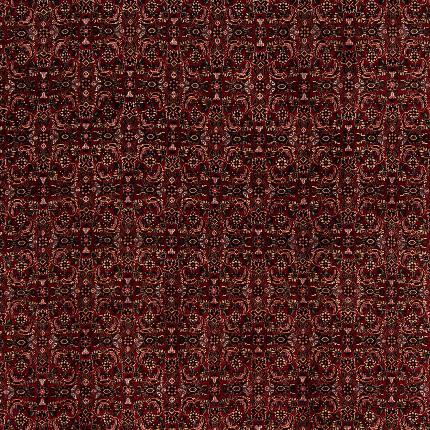 Tappeto Persero - Bidjar - 249 x 202 cm - rosso scuro