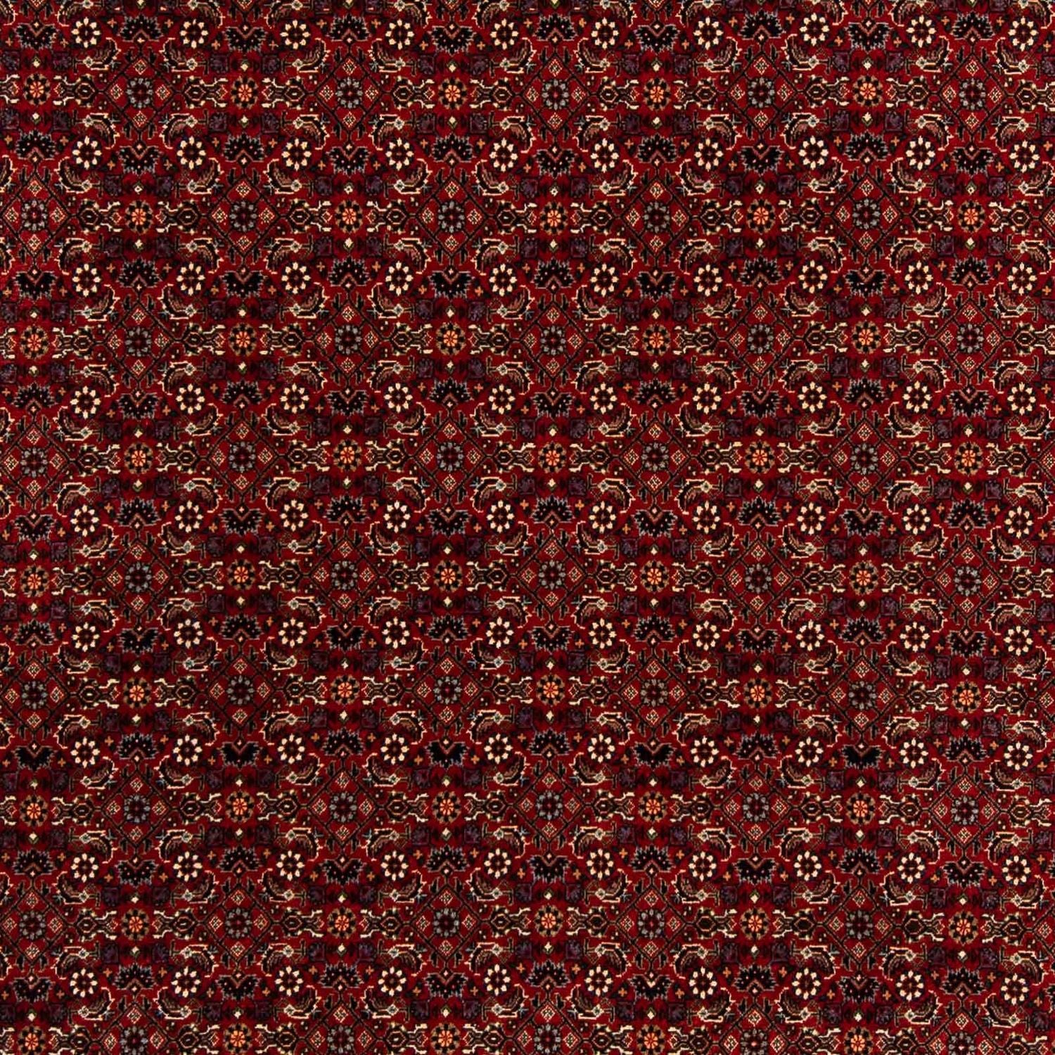 Tappeto Persero - Bidjar quadrato  - 207 x 200 cm - rosso scuro