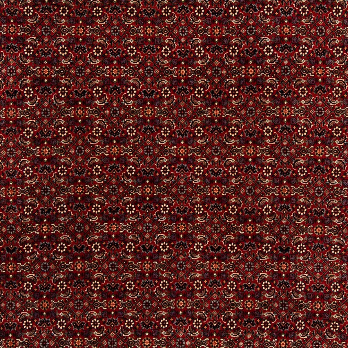Tappeto Persero - Bidjar quadrato  - 207 x 200 cm - rosso scuro