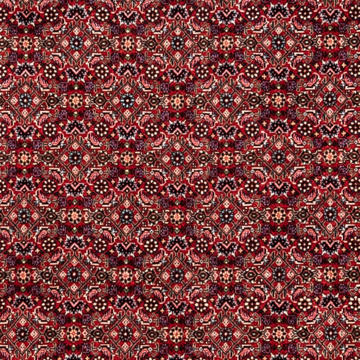 Tappeto Persero - Bidjar - 337 x 252 cm - rosso
