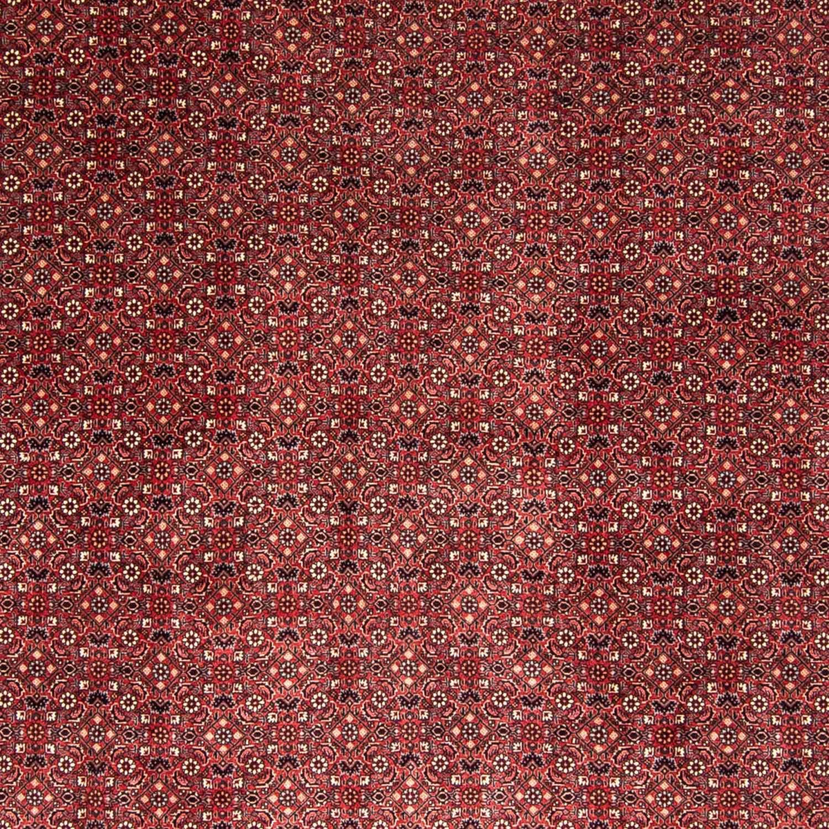 Tappeto Persero - Bidjar - 338 x 258 cm - rosso