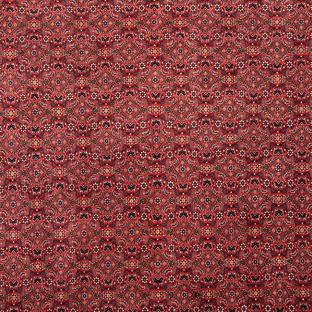 Tappeto Persero - Bidjar - 296 x 250 cm - rosso scuro
