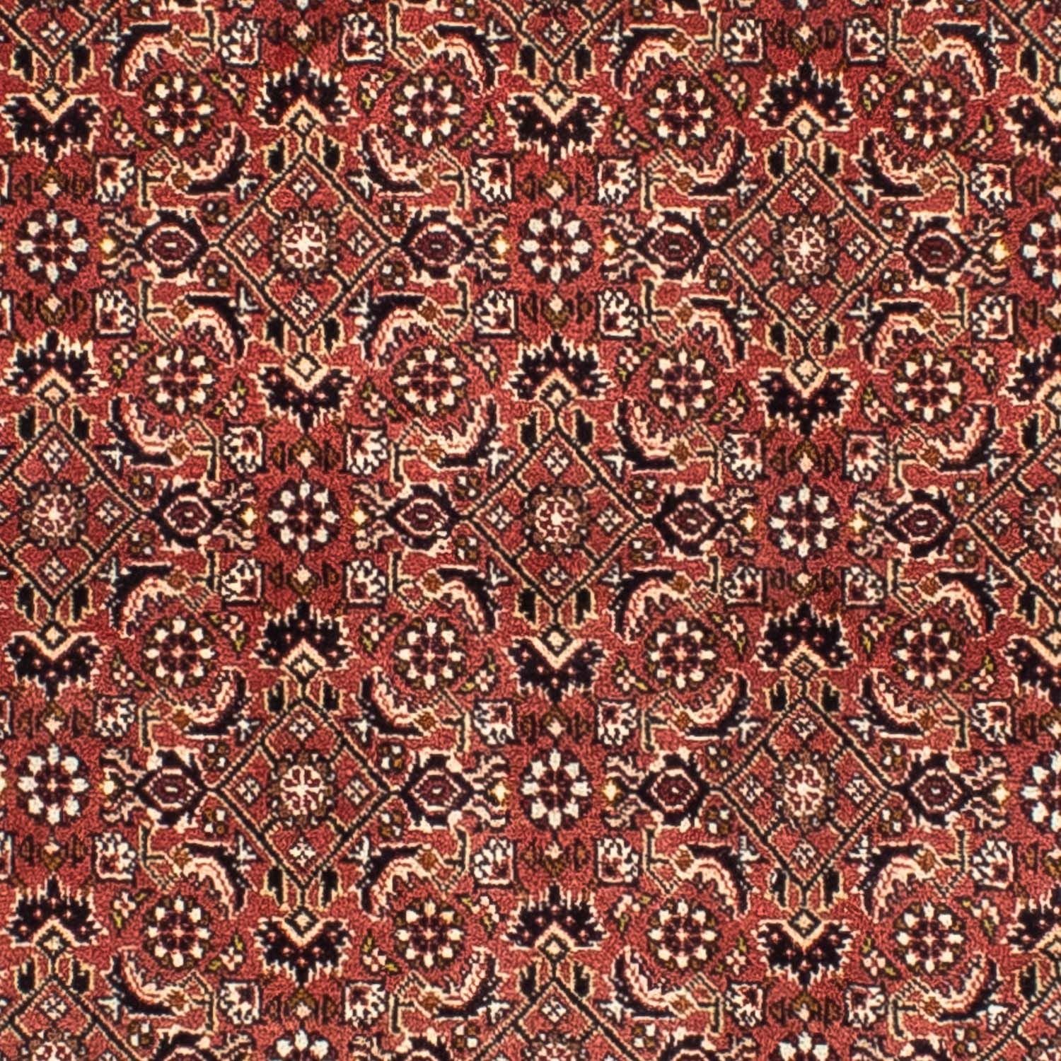 Tappeto Persero - Bidjar quadrato  - 200 x 195 cm - rosso chiaro