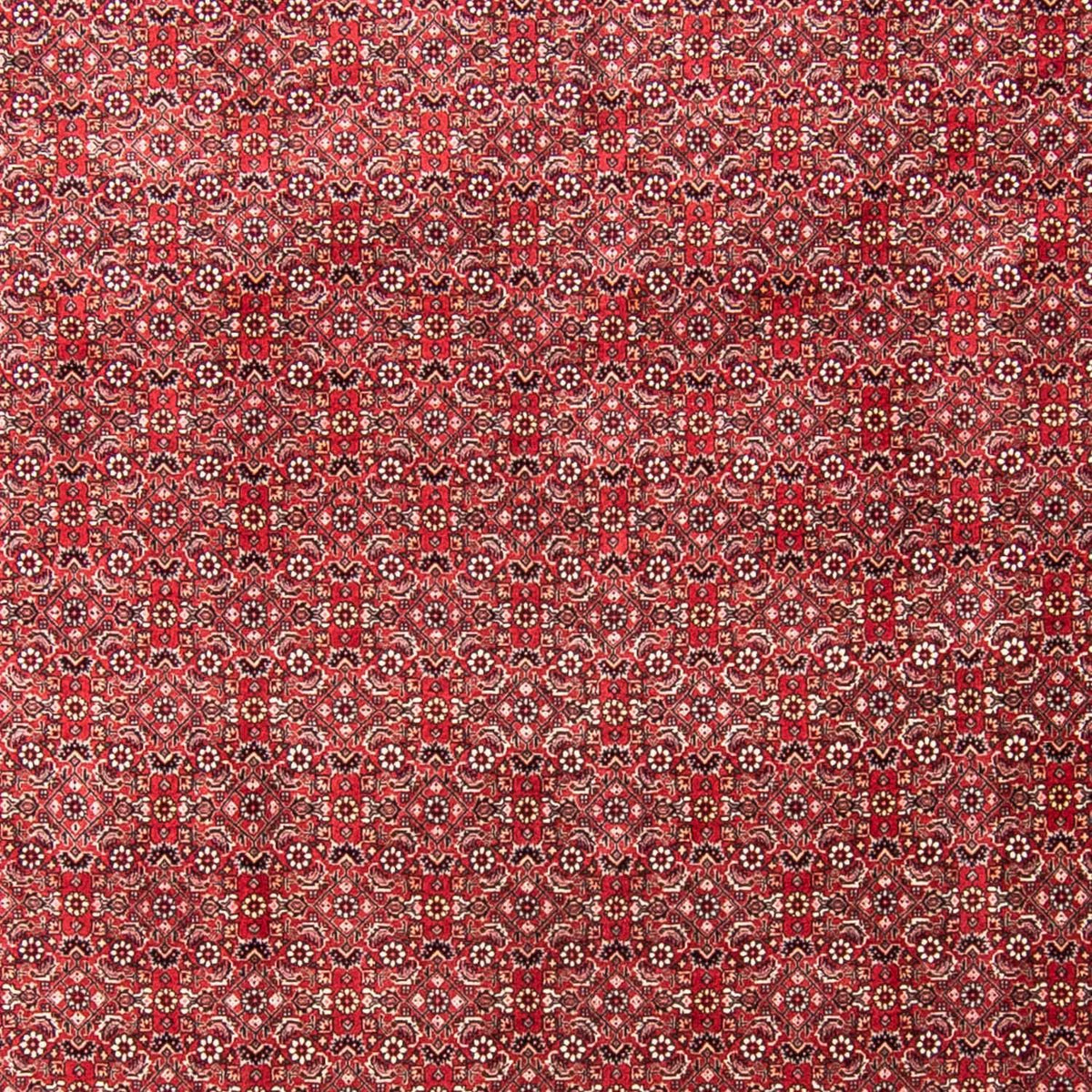 Tappeto Persero - Bidjar - 340 x 255 cm - rosso chiaro