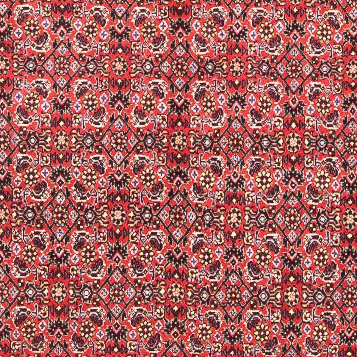 Tappeto Persero - Bidjar quadrato  - 104 x 98 cm - rosso