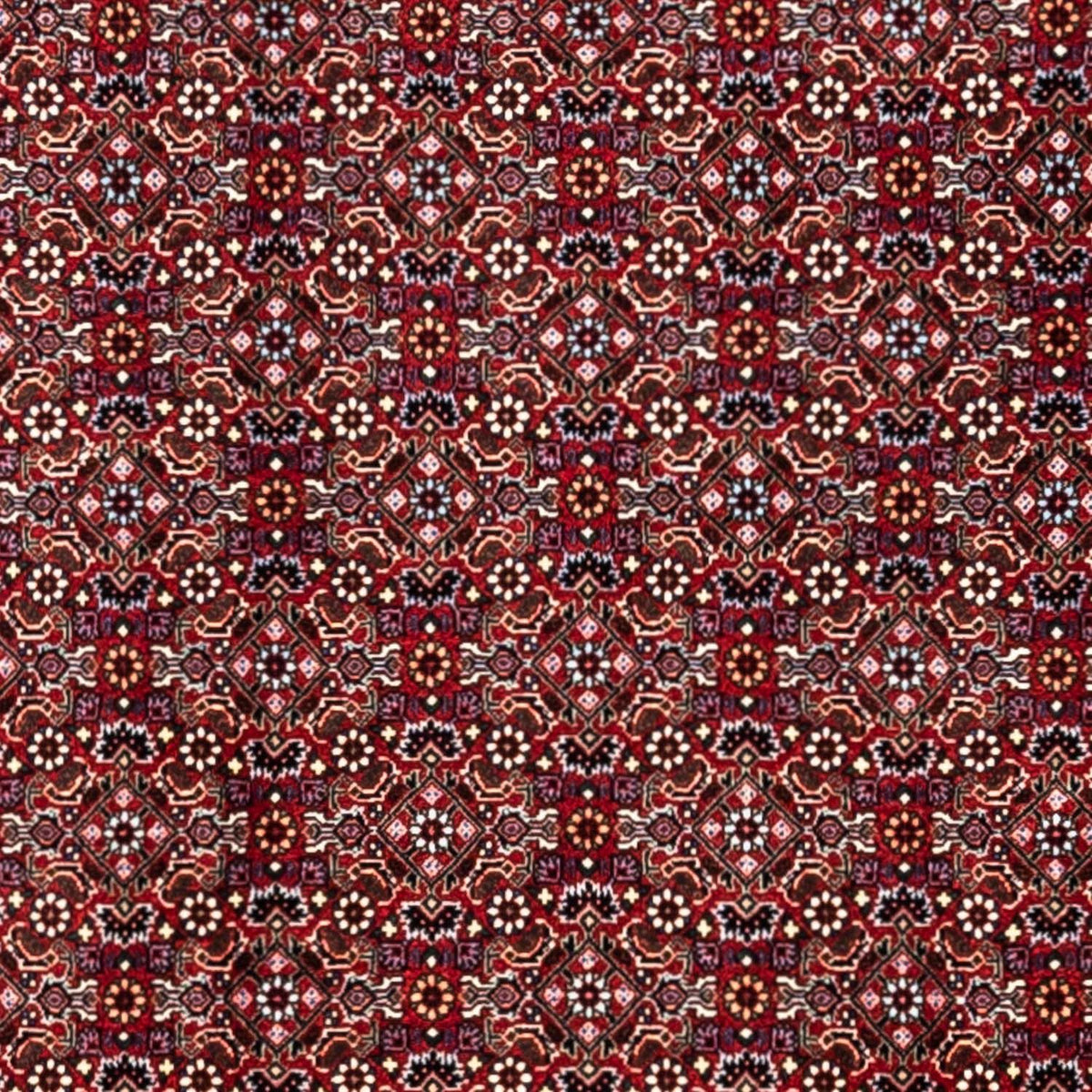 Tappeto Persero - Bidjar - 340 x 252 cm - rosso