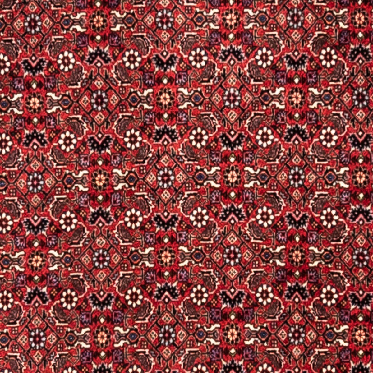 Tappeto Persero - Bidjar - 345 x 253 cm - rosso