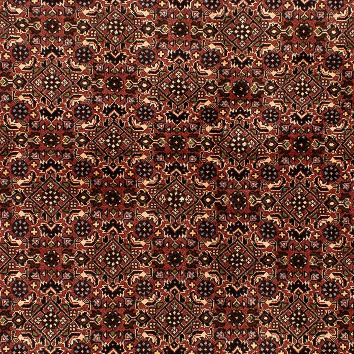 Tappeto Persero - Bidjar - 214 x 136 cm - marrone