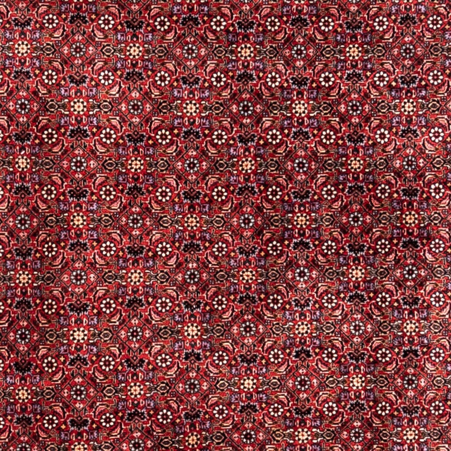 Tappeto Persero - Bidjar - 338 x 250 cm - rosso
