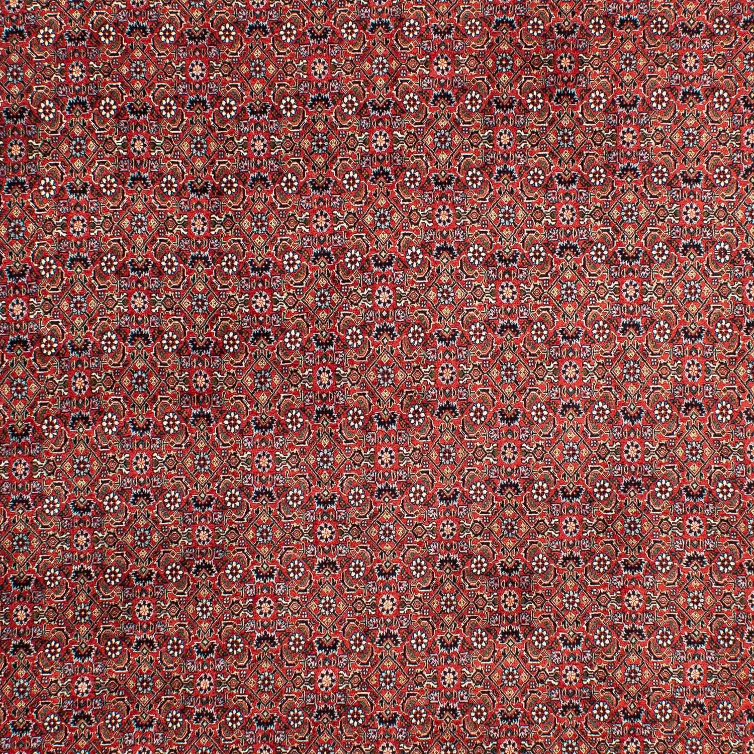 Tappeto Persero - Bidjar - 299 x 203 cm - rosso chiaro