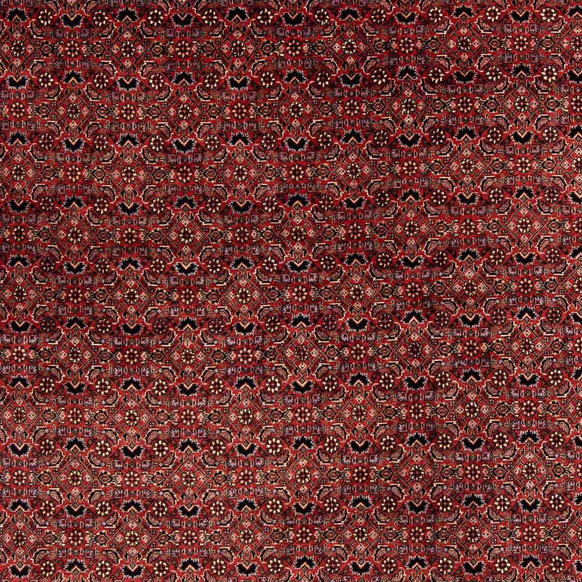 Tappeto Persero - Bidjar quadrato  - 200 x 197 cm - rosso scuro