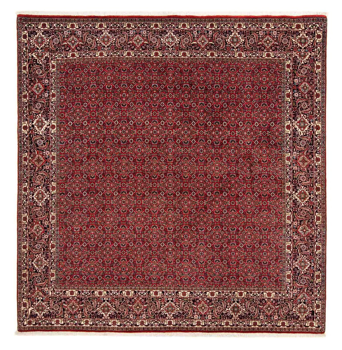 Tappeto Persero - Bidjar quadrato  - 205 x 205 cm - rosso scuro