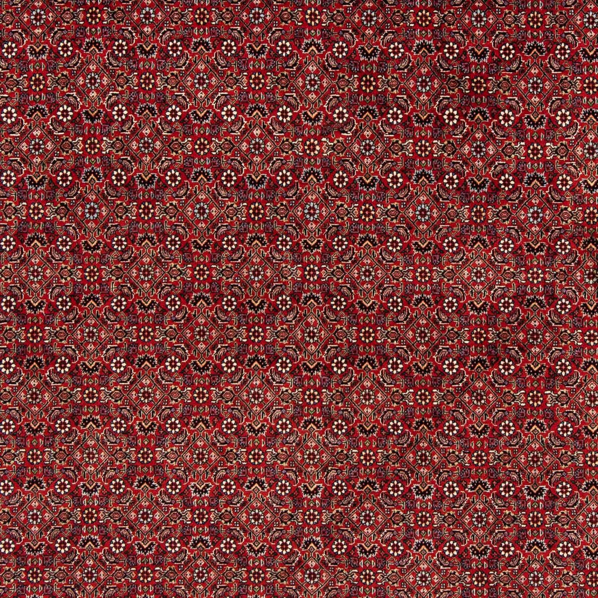 Tappeto Persero - Bidjar quadrato  - 205 x 205 cm - rosso scuro