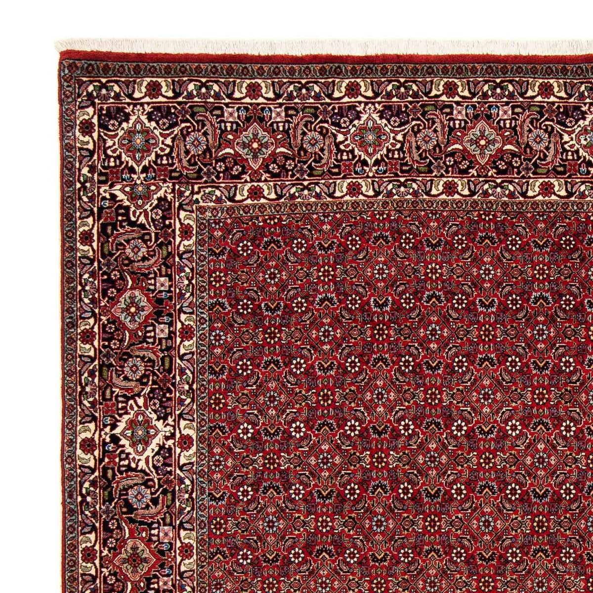 Tappeto Persero - Bidjar quadrato  - 205 x 205 cm - rosso scuro