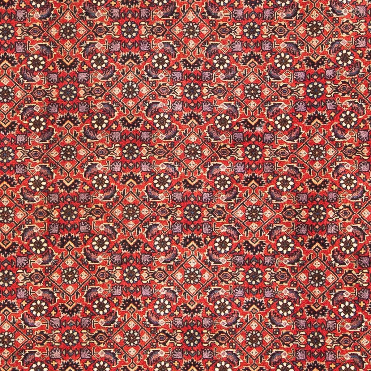Tappeto Persero - Bidjar - 183 x 114 cm - rosso