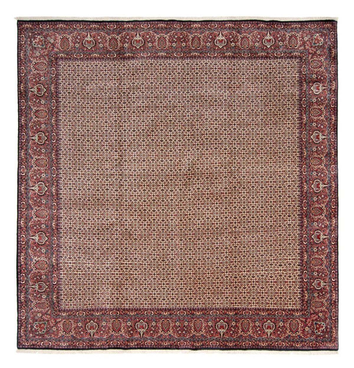 Tappeto Persero - Bidjar quadrato  - 366 x 348 cm - beige